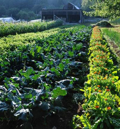 urban food gardens